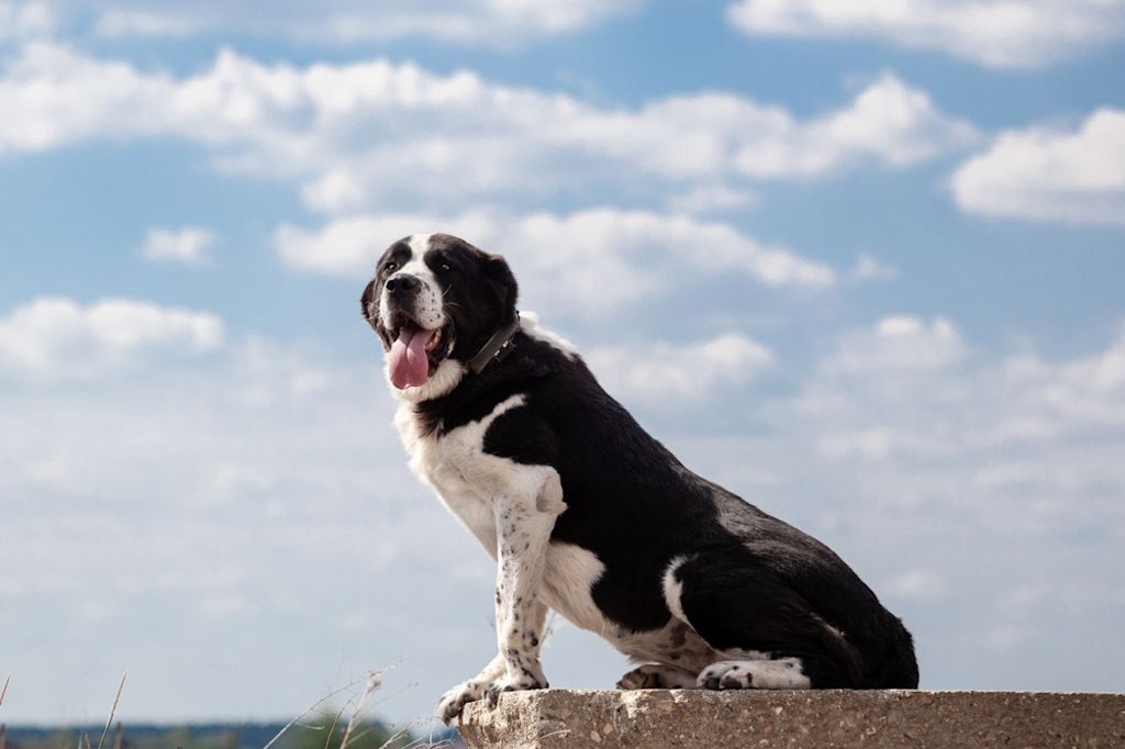 Pastore dell'Asia Centrale nero