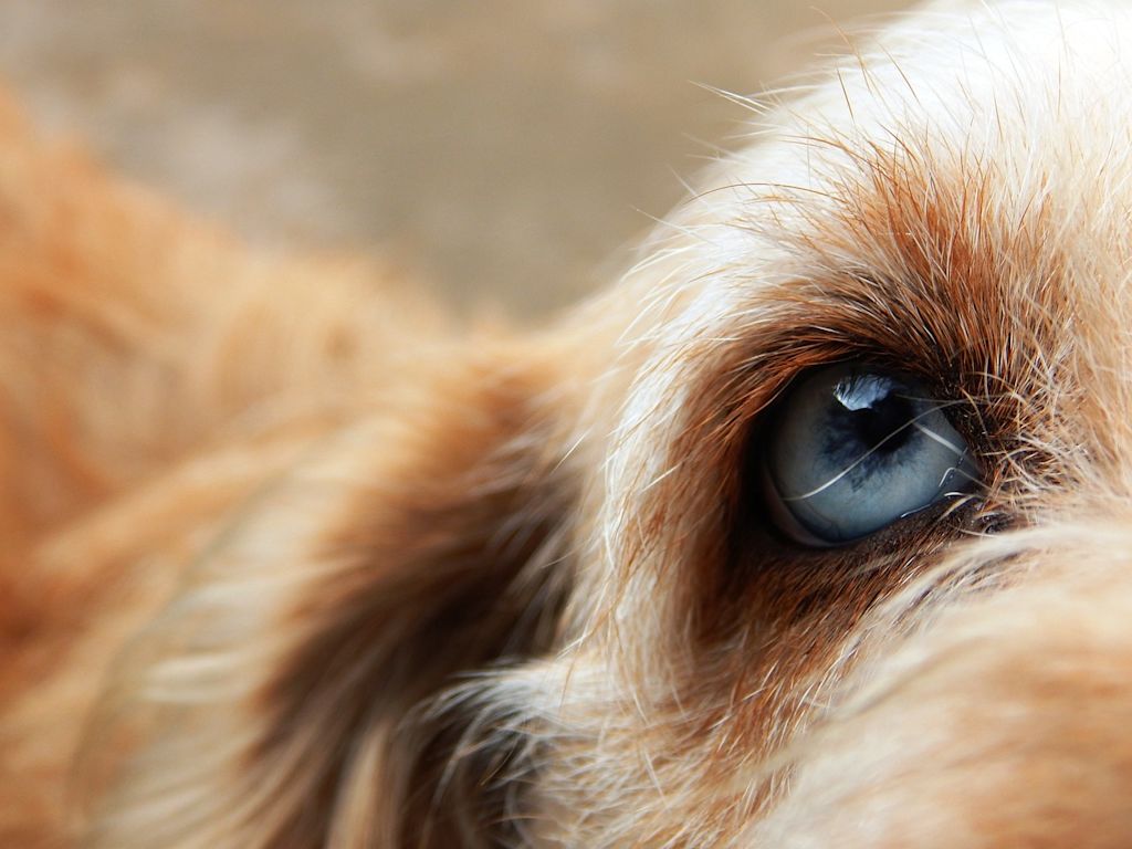 uvéite chien 3
