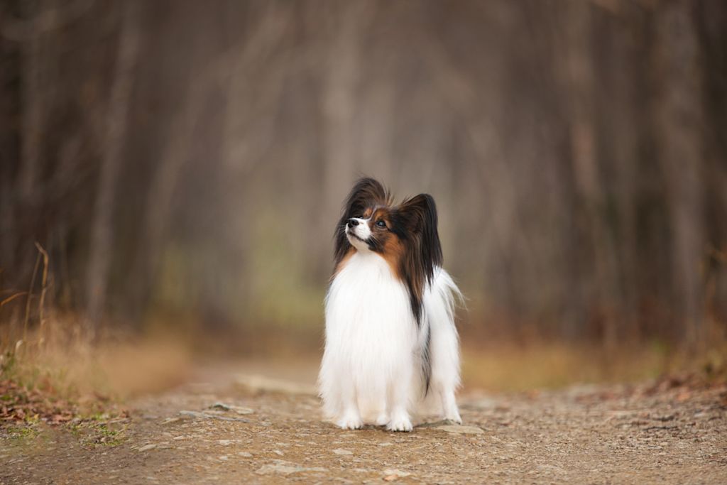 chien papillon dans les bois