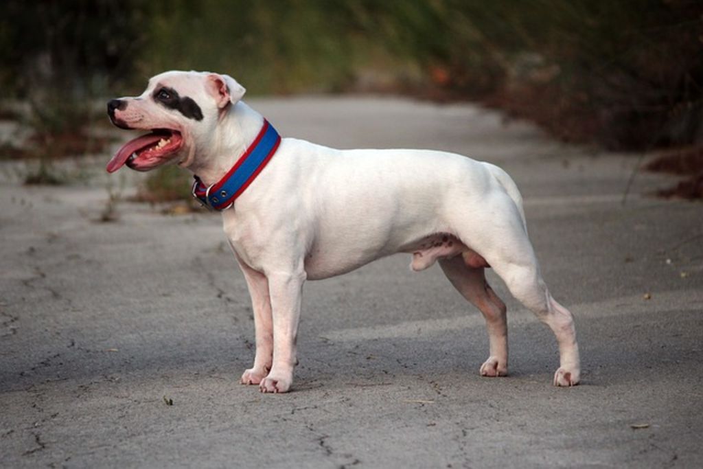 staffordshire bull terrier adulte