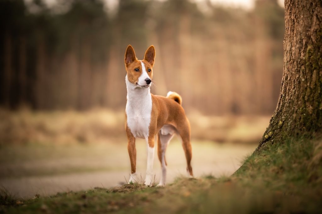 Basenji-stadswandeling