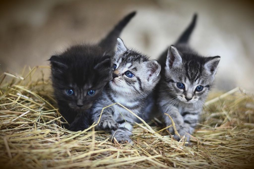 Chaton