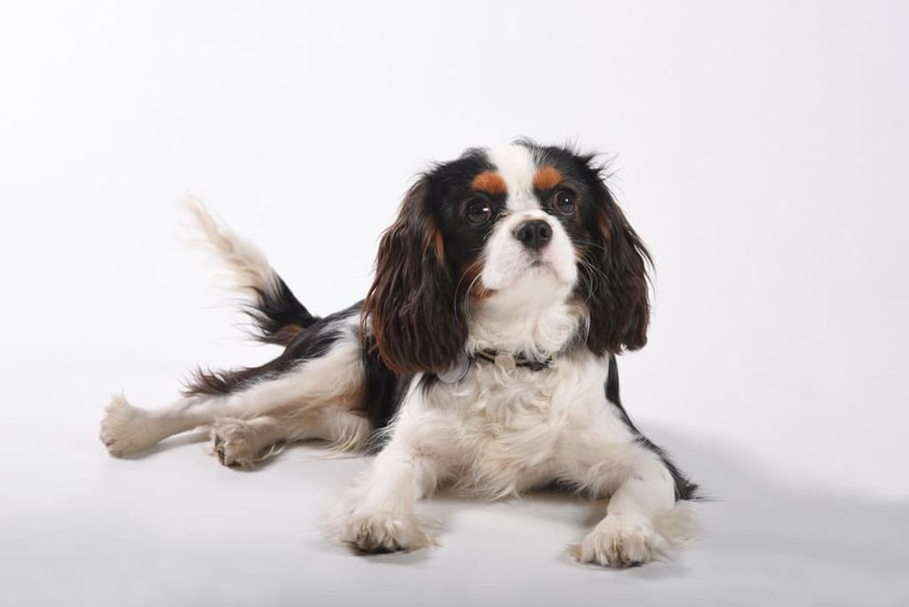 cavalier king charles couché