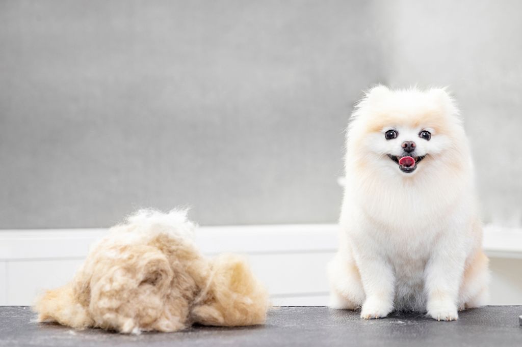 Witte Pomeriaan poseert voor de camera
