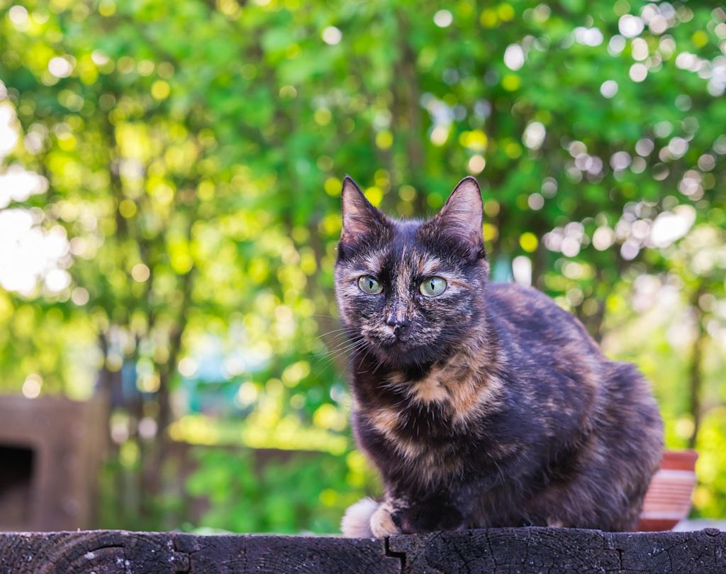 chatte tricolore arbres