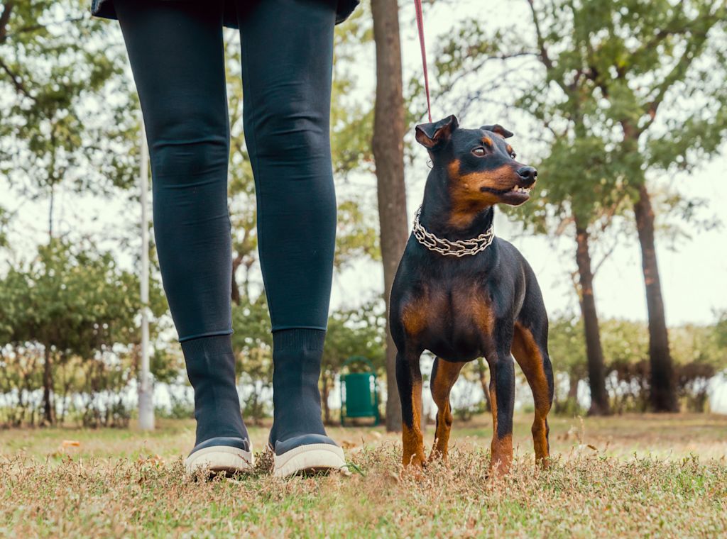 pinscher allemand et son maitre