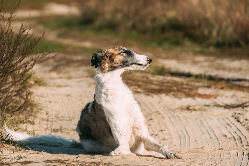 Barzoi Windhond onder de Bomen