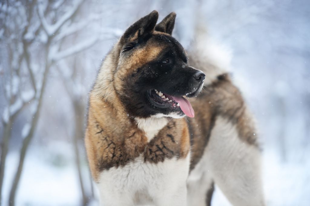 Akita américain dans la neige