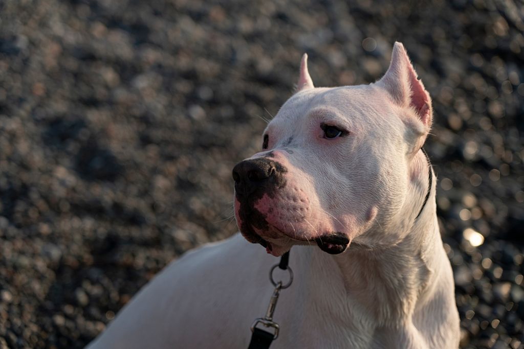 Dogo Argentino