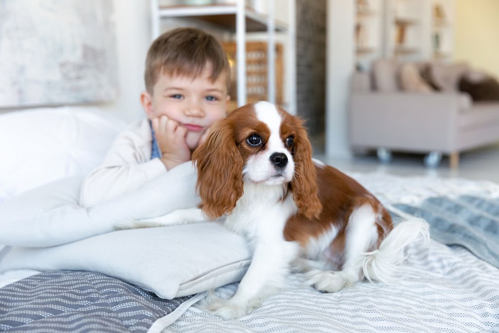 cavalier king charles et petit enfant