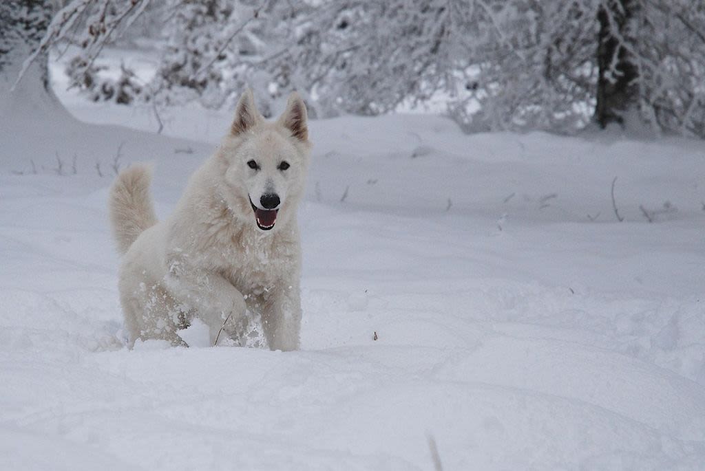 chien berger blanc suisse neige