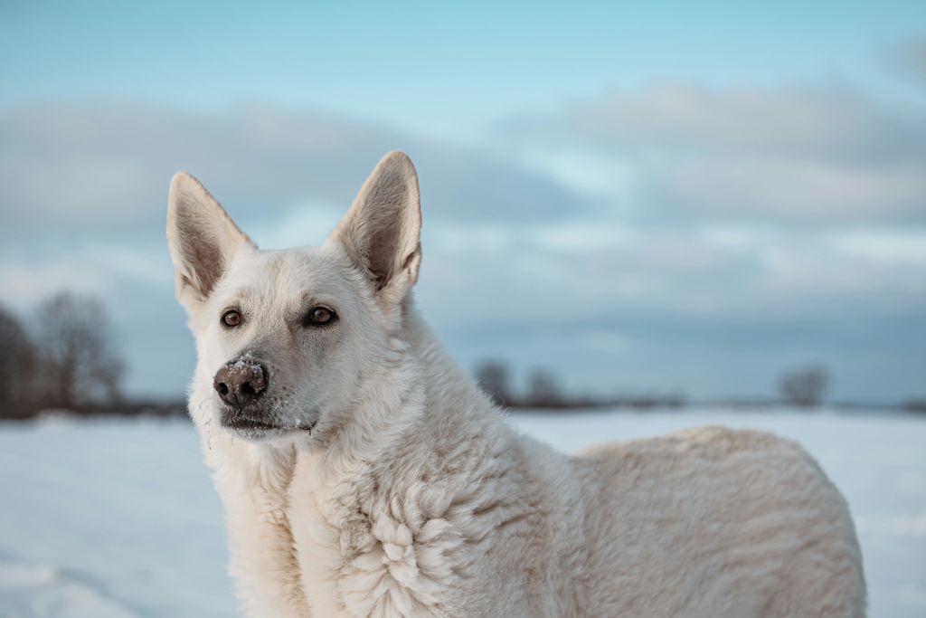 Berger Blanc dans la neige