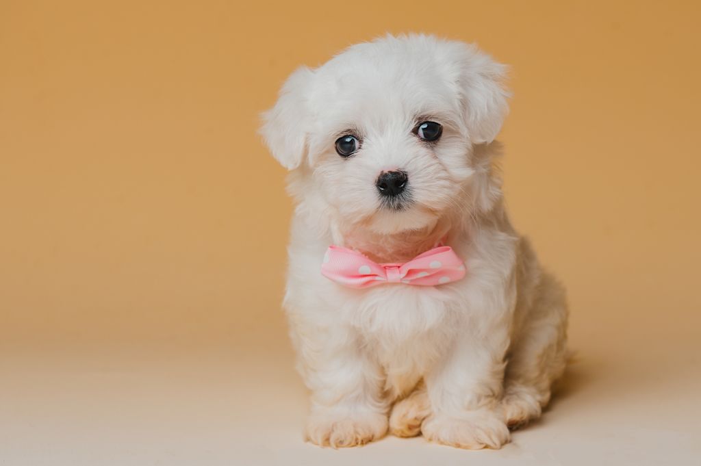chiot bichon maltais