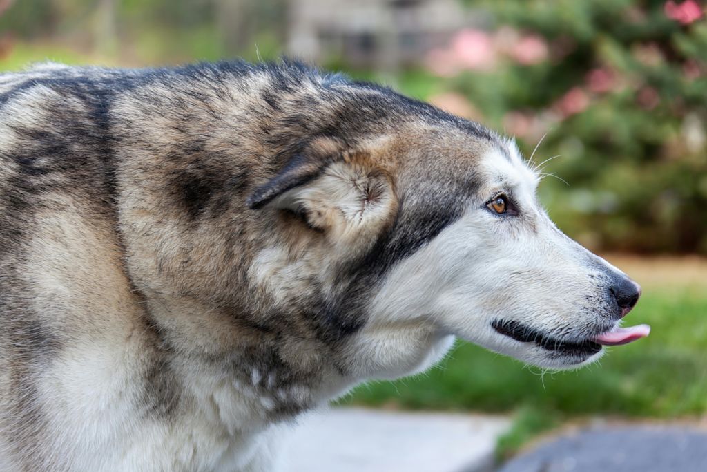 Malamute de l'Alaska langue sortie