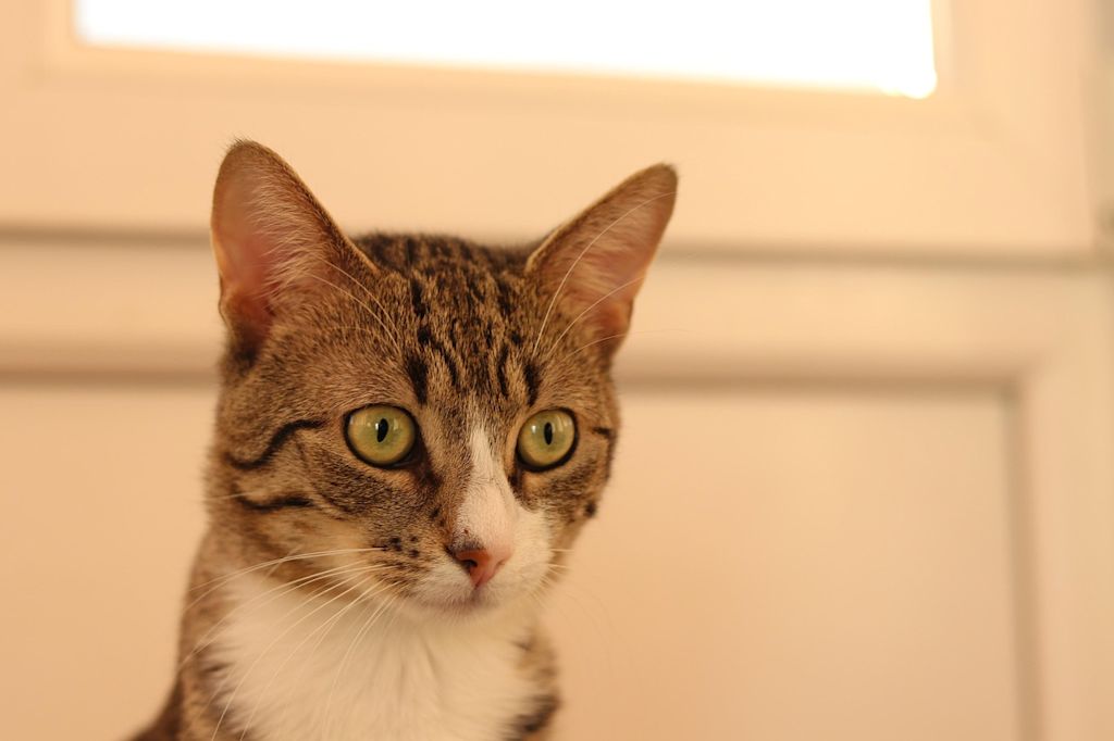 chat tigre demangeaisons