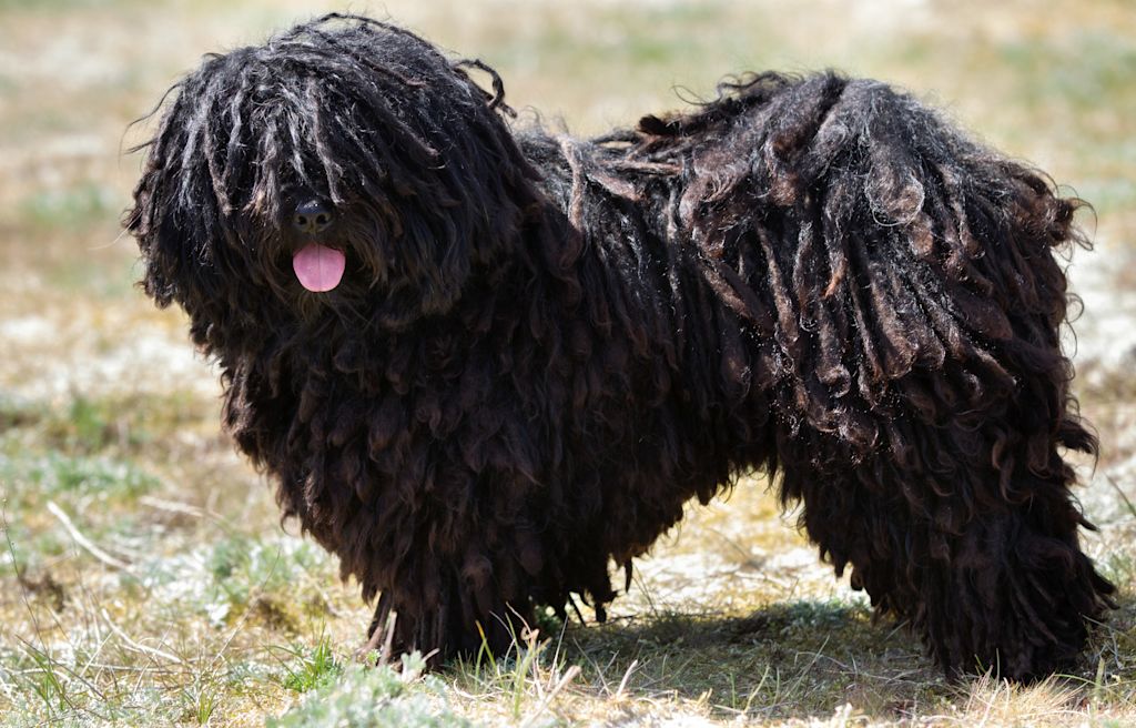 chien puli