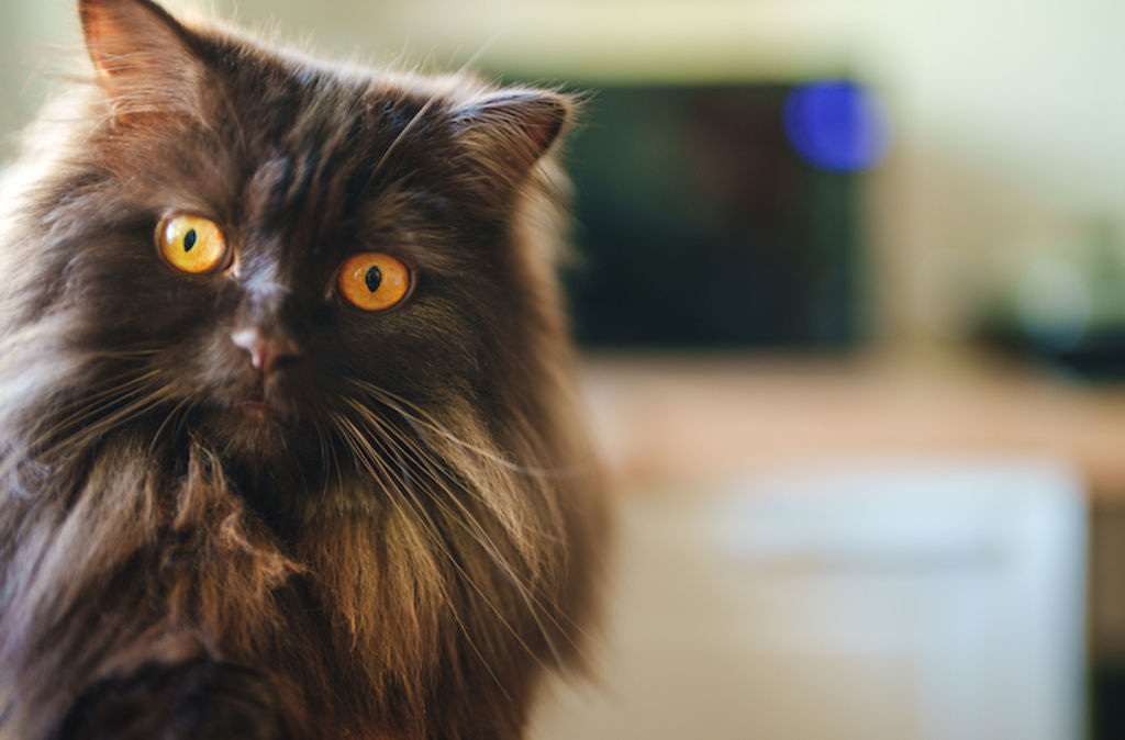 chat persan portrait