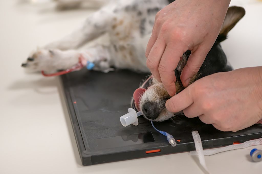 chien anesthesie veterinaire radio