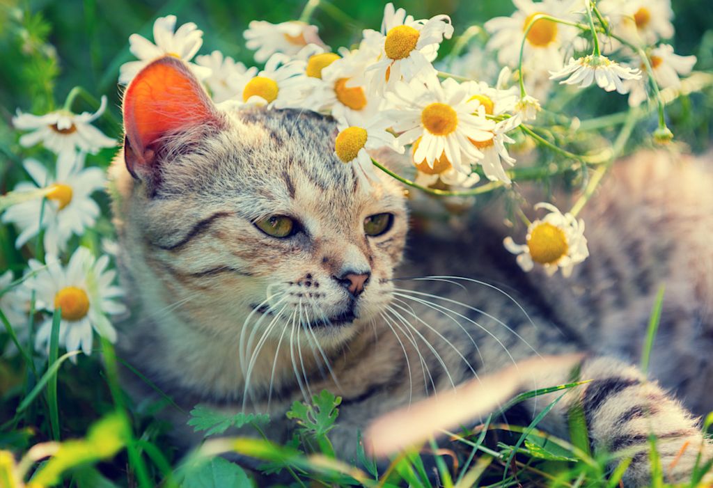 chat au printemps