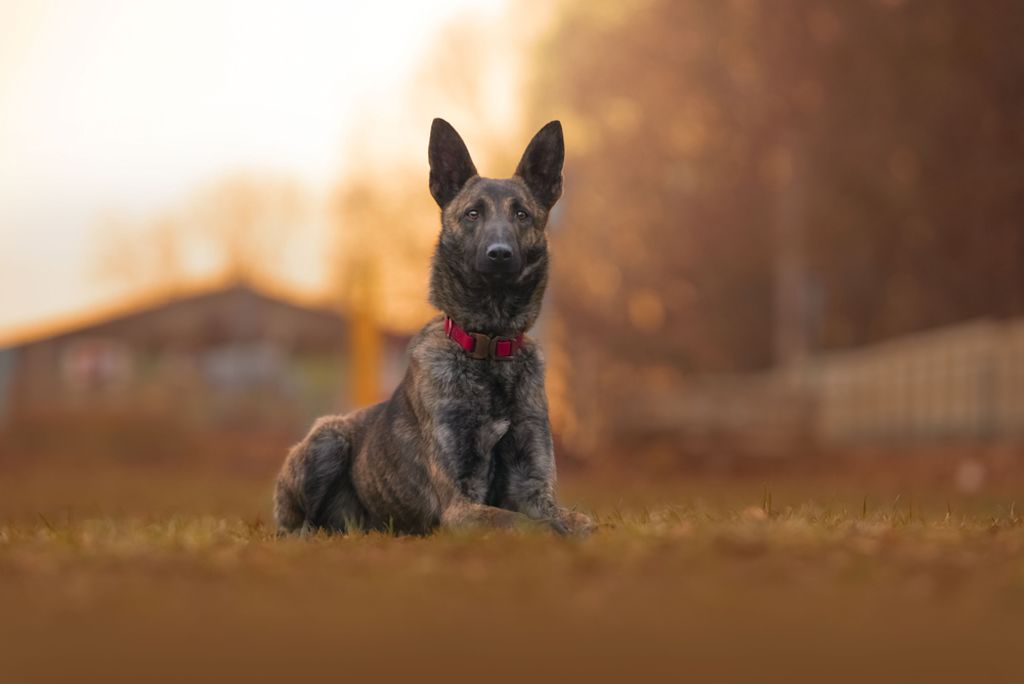 Malinois zit majesteitelijk bij zonsondergang