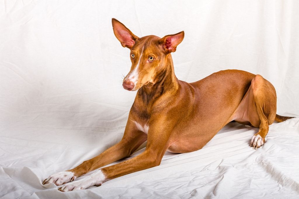 Podenco canario