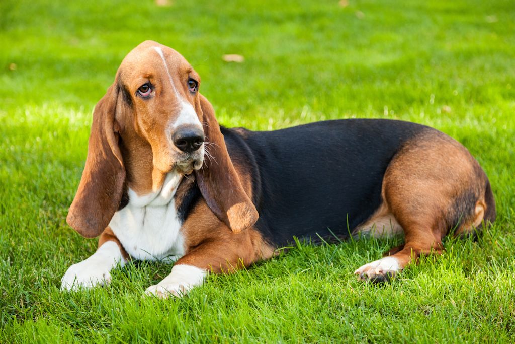 basset hound herbe otite