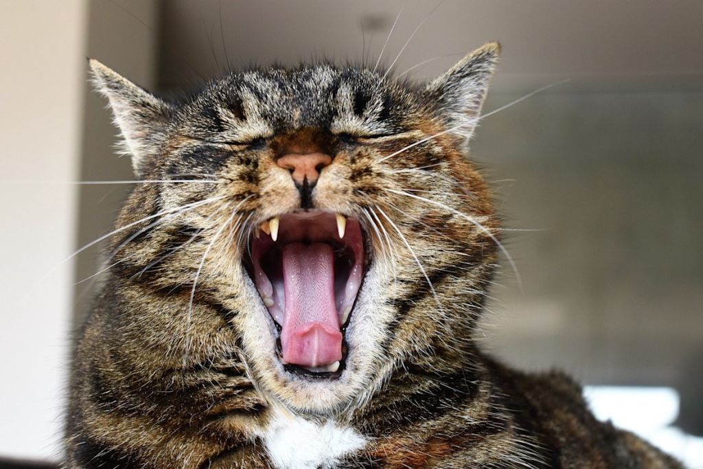 Chat gueule ouverte