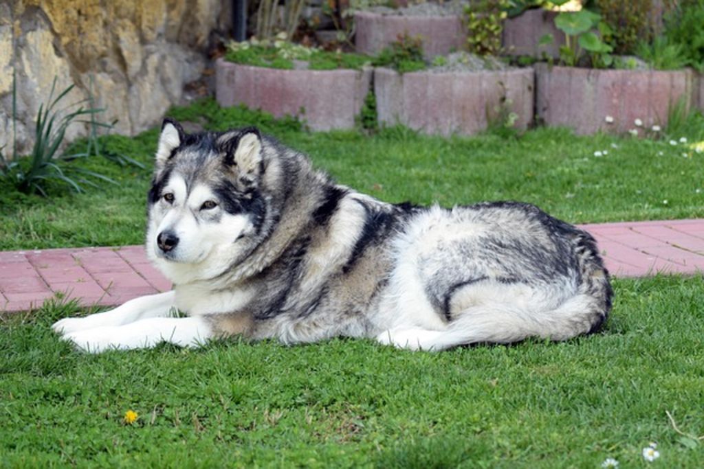 Chien nordique malamute d'Alaska