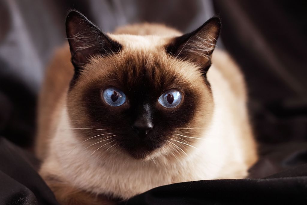 espérance de vie chat siamois