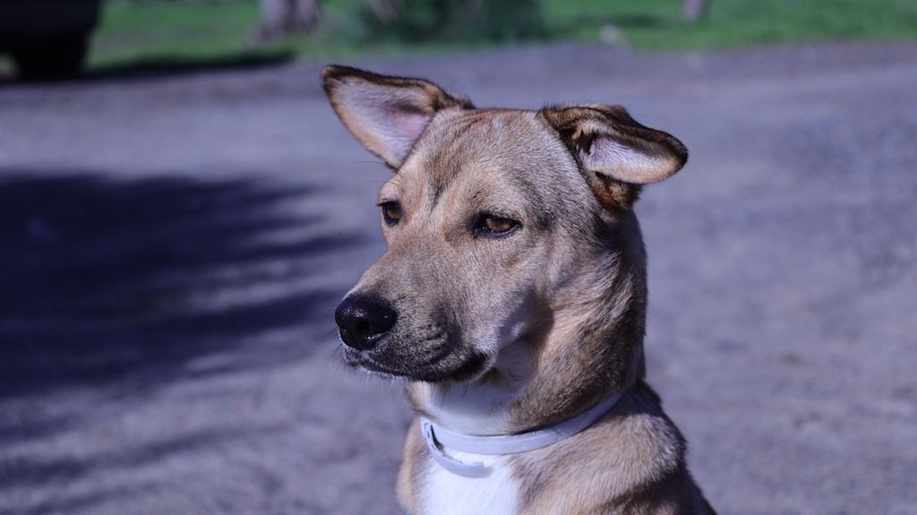 Chien avec un collier antiparasitaire