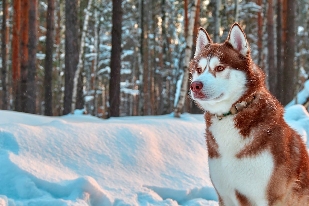 husky sibérien
