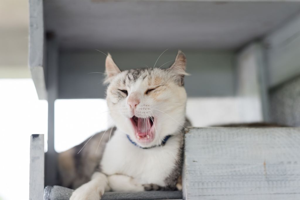 Chat qui respire fort