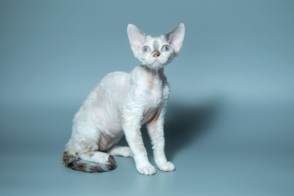 devon rex hypoallergenique