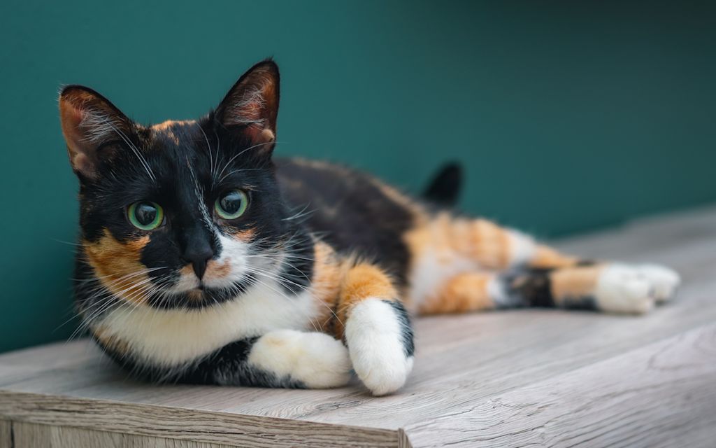 chatte ecaille de tortue