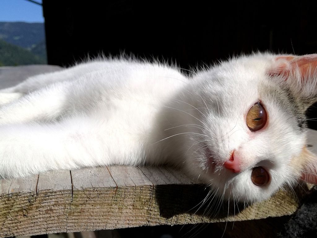 chat blanc allongé