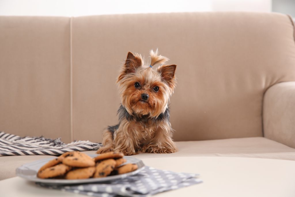 Yorkshire terrier