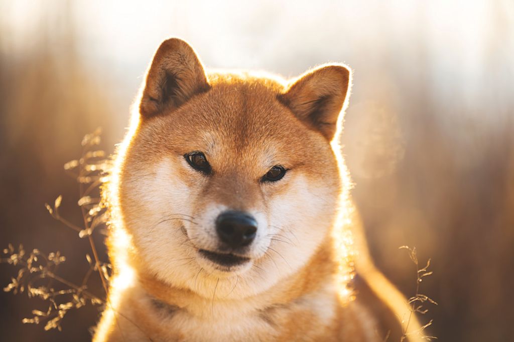 Shiba Inu