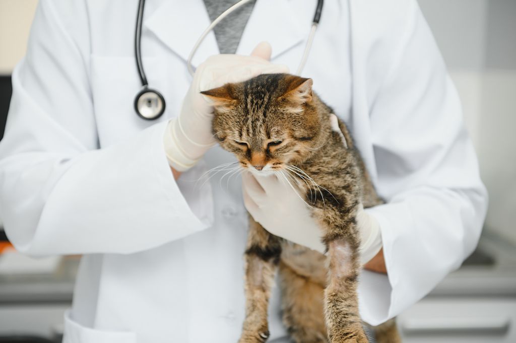 chat veterinaire dirofilariose