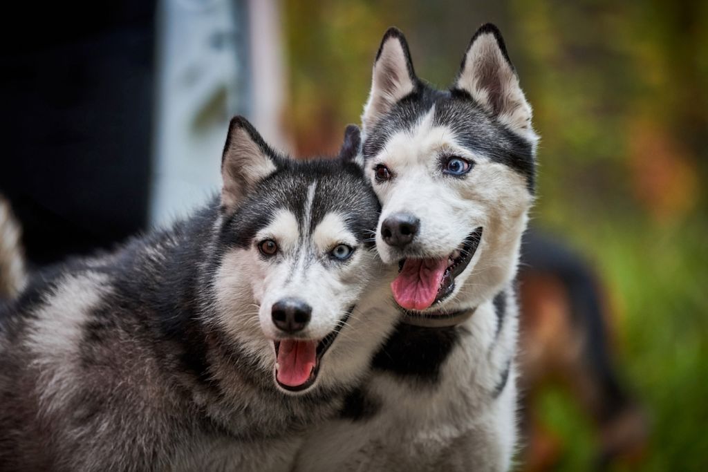 Huskys Siberianos
