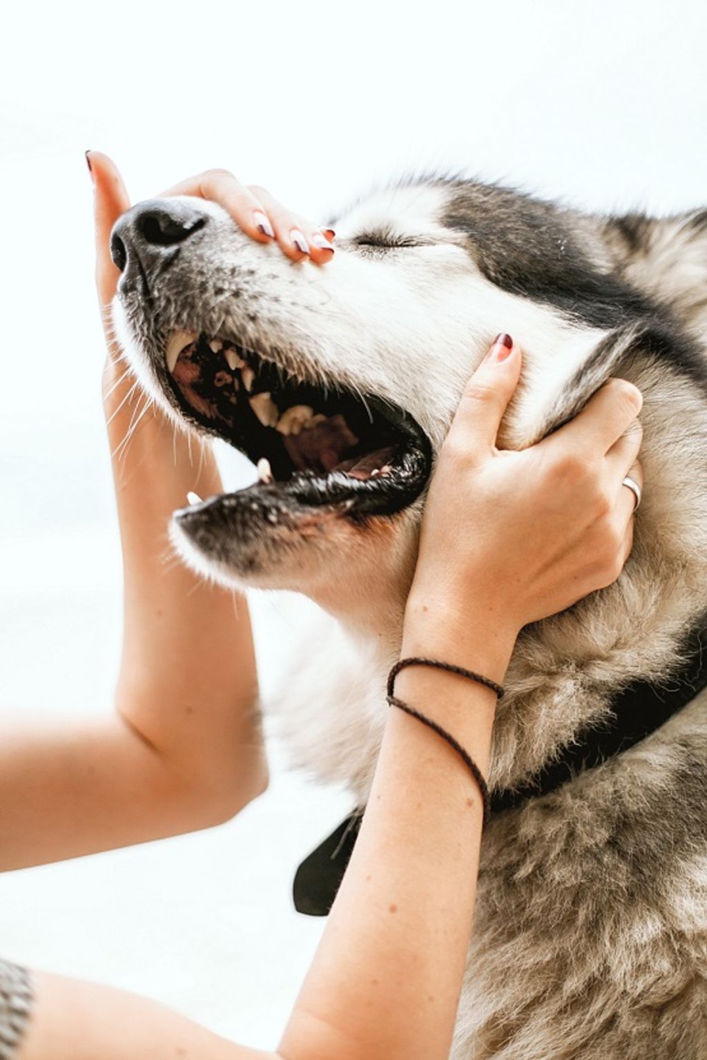 calmer et rassurer le chien