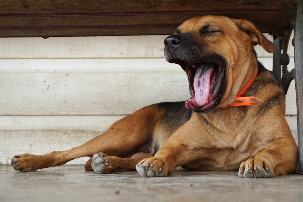 chien qui baille sous un banc