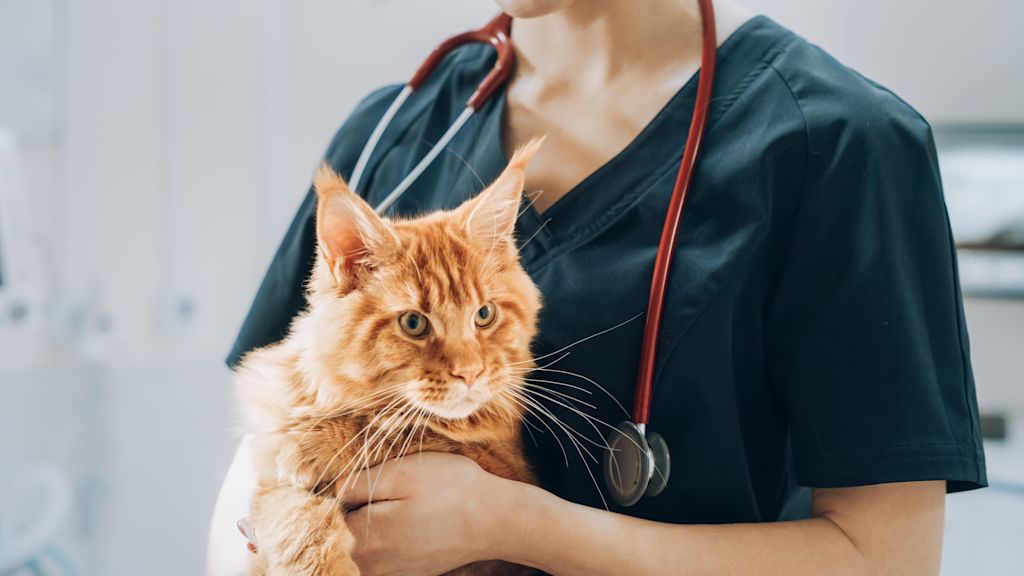 veterinaire stethoscope chat