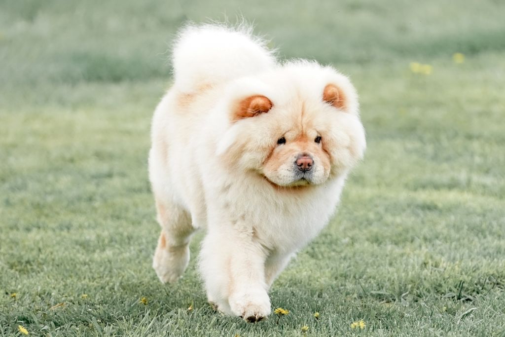Rode Chow Chow met blauwe tong in bloemenweide