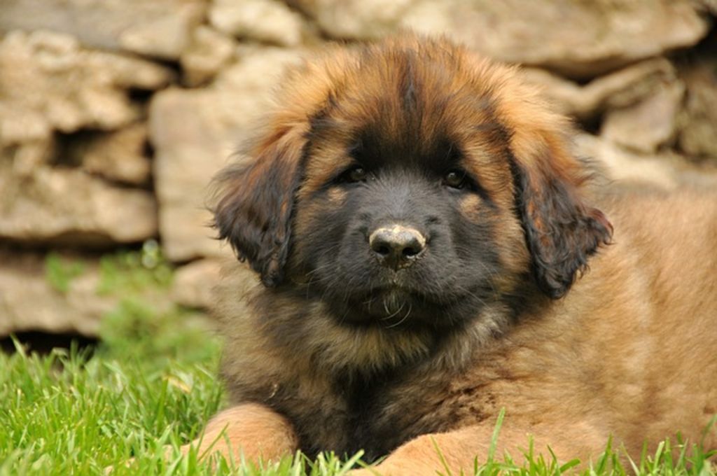 Chiot Leonberg