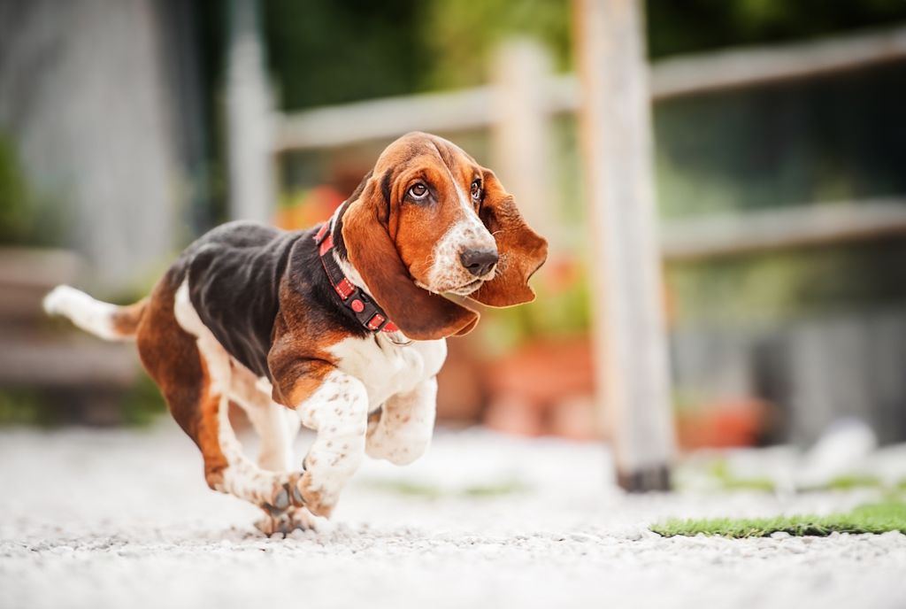 Een Basset Hound rent door de tuin.
