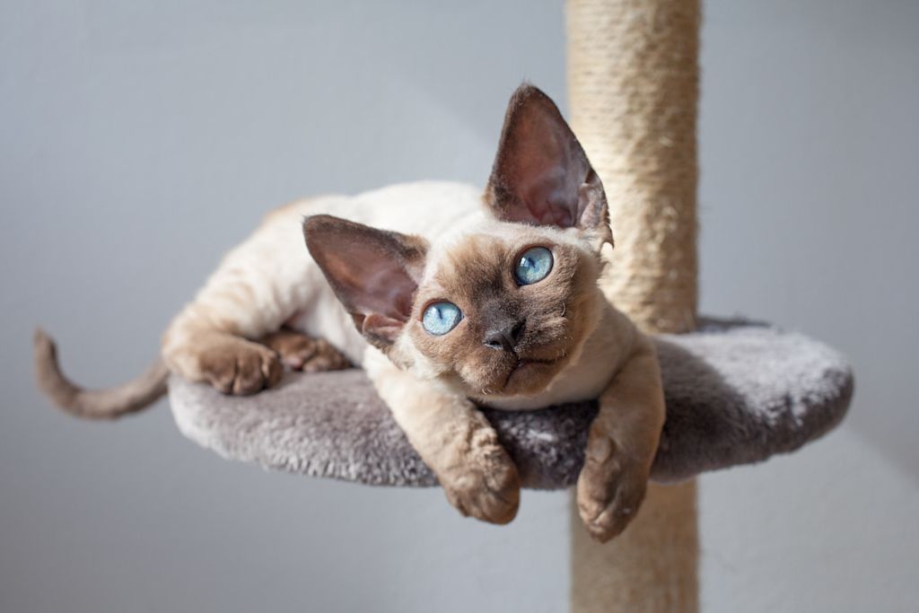 Devon Rex sur son arbre à chat