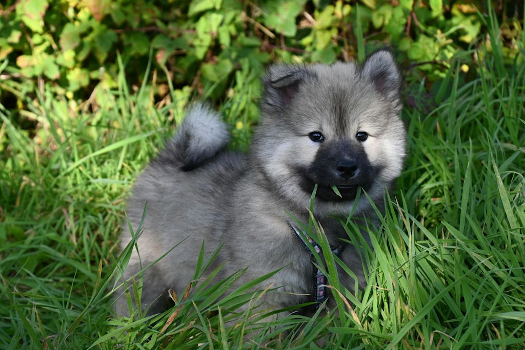 Chiot Keeshond