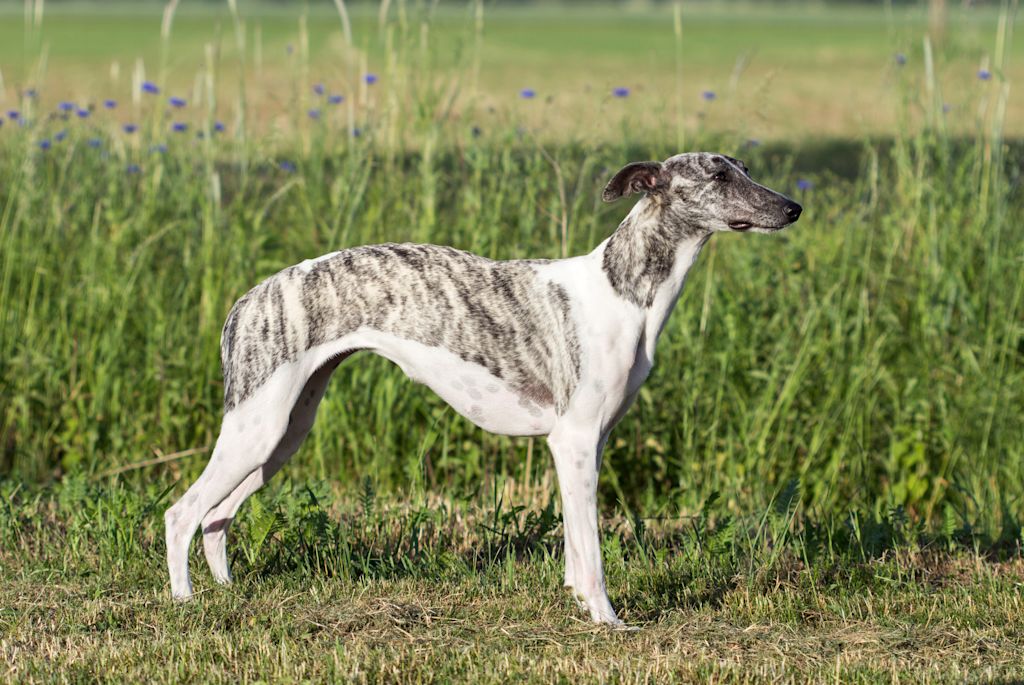whippet