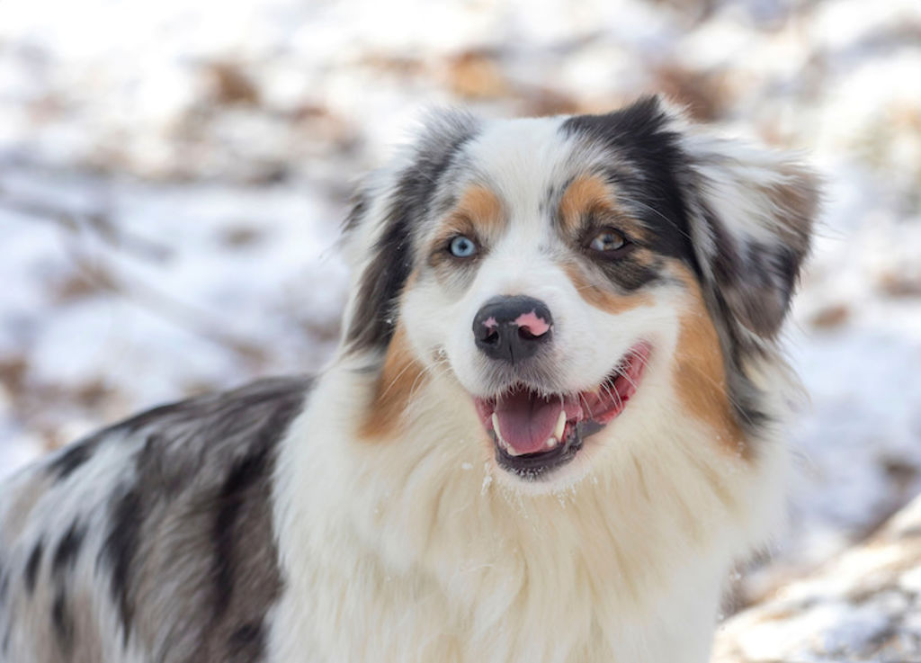 Fiche race Berger Australien