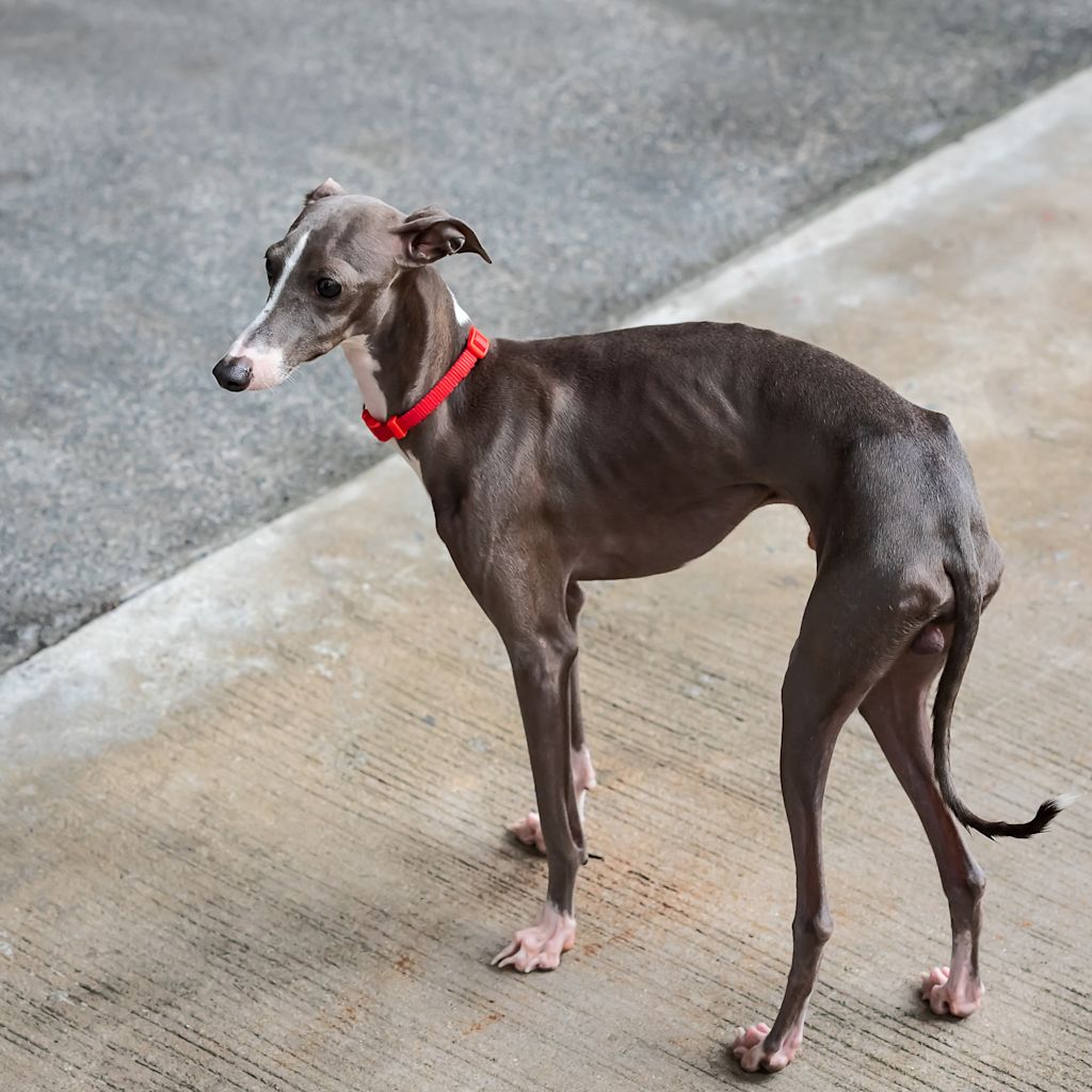 petit levrier italien